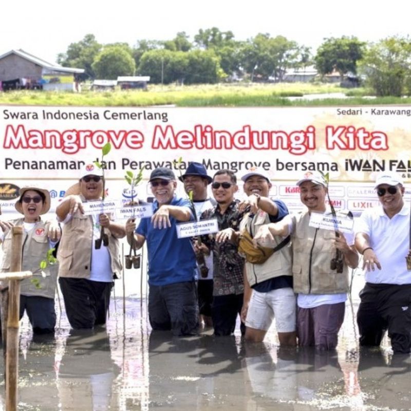 Mangrove Melindungi Kita Mangrove Bersama Iwan Fals